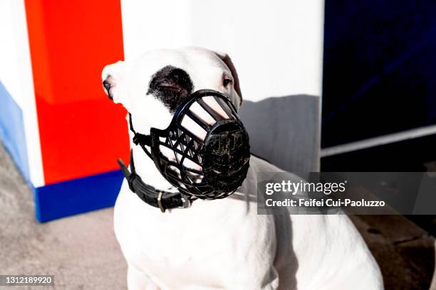 american pit bull terrier wearing a muzzle - snout stock pictures, royalty-free photos & images