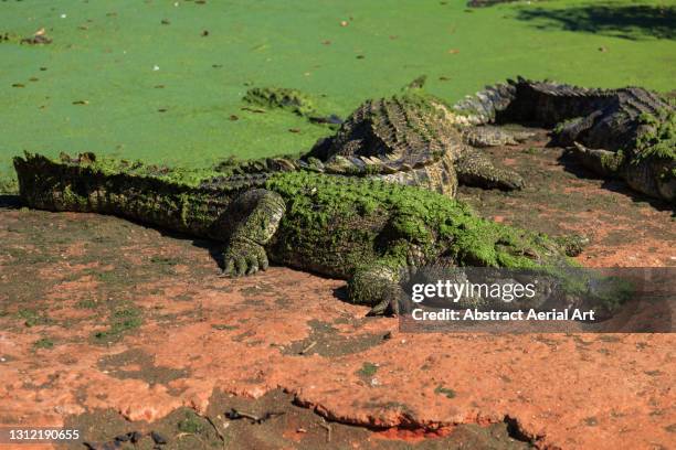 three saltwater crocodiles resting on the banks of a moss covered pool at a crocodile farm, broome, western australia, australia - crocodile pattern stock pictures, royalty-free photos & images