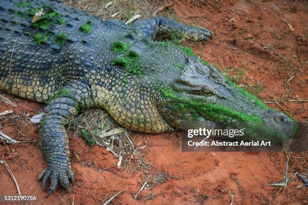 close up shot showing a saltwater crocodile resting on the banks of a pool in a crocodile farm, broome, western australia, australia - australian saltwater crocodile ストックフォトと画像