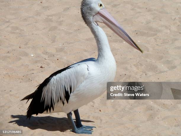 australian pelican (pelecanus conspicillatus) on beach at monkey mia, shark bay, western australia. - monkey mia stock pictures, royalty-free photos & images