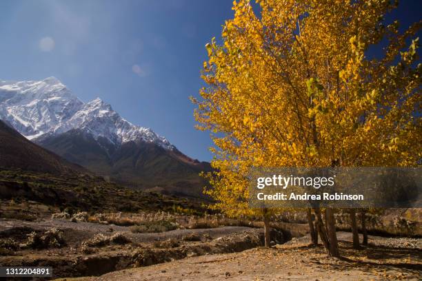 a grove of golden autumn foliage most likely himalayan birch in the shadow of huge snow capped peaks of the annapurna range in the himalayas at jomsom in the mustang region of nepal. - himalayan birch stock pictures, royalty-free photos & images