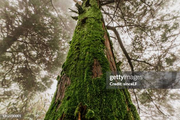 rain in virgin forest, anhui, china - east asia stock pictures, royalty-free photos & images