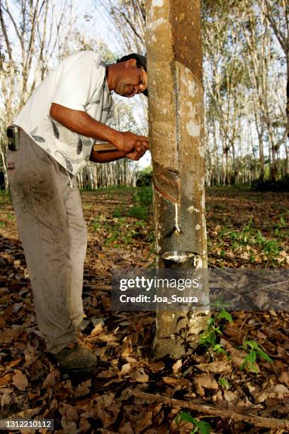 plantación de caucho en bahía sur - látex fotografías e imágenes de stock