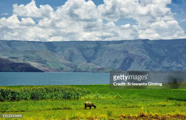a daily life on the shores of lake toba - lake toba sumatra stock pictures, royalty-free photos & images