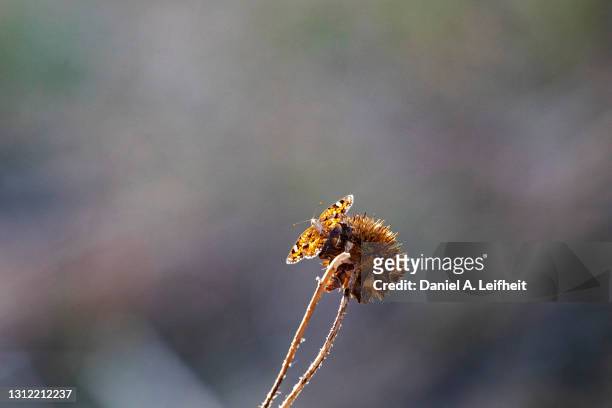 backlit butterfly on dead flower - carlsbad caverns national park stock-fotos und bilder