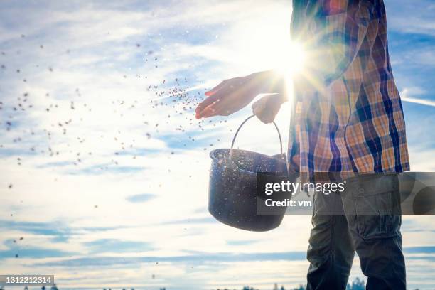primer plano de las manos masculinas recogiendo granos de cubo de plástico negro y tirándolos al suelo. - sembrar fotografías e imágenes de stock