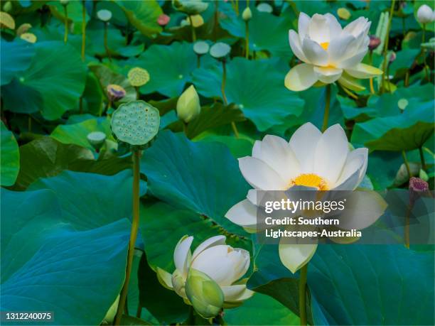 cream lutea lotus flowers in bloom, victoria, australia. - water lily stock pictures, royalty-free photos & images