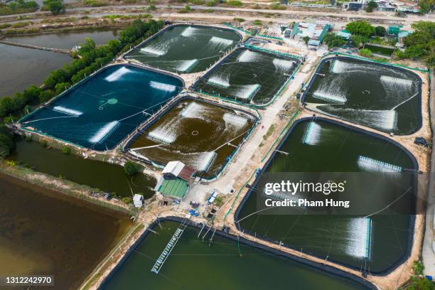 shrimp seed lake in thuy trieu lagoon - lagoon creature stock pictures, royalty-free photos & images