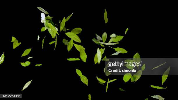 foglie di alloro essiccate che volano in aria - volare foto e immagini stock