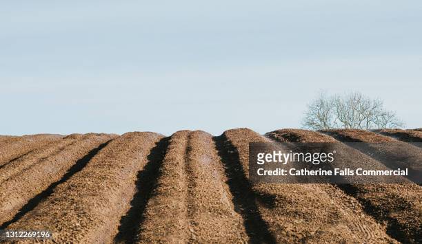 ploughed land - simple image of grooves / ridged soil in a field - harrow agricultural equipment stock pictures, royalty-free photos & images