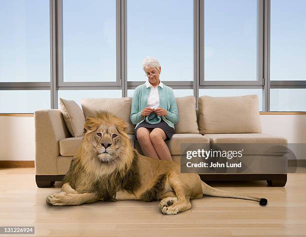 senior woman knitting with lion at her feet - old woman cat stock-fotos und bilder