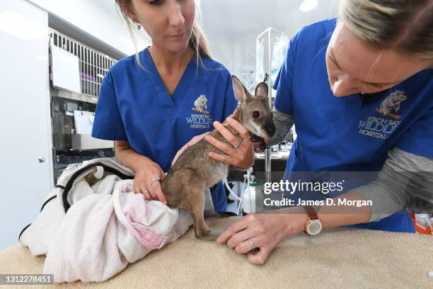 An injured young wallaby, named Wally, receives a health check at the Byron Bay Wildlife Hospital having suffered severe injuries after a car ran...