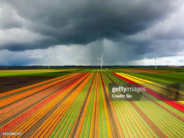 tulpen blühen in einem feld mit einem dunklen sturm himmel über luft drohnenansicht - landwirtschaftsgeräte ansicht von oben stock-fotos und bilder