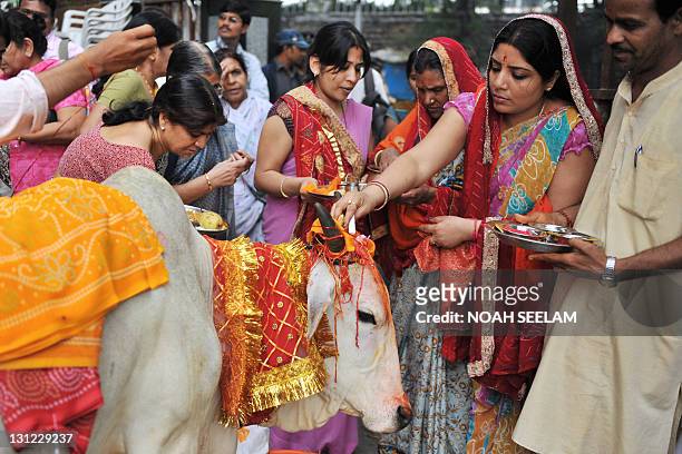 Hindu devotees worship a sacred cow on the eve of Gopastami in Hyderabad on November 3, 2011. The Gopastami festival, which commemorates Hindu Lord...