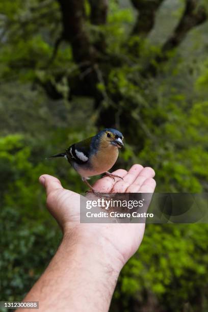 tentilhao passerine bird (fringilla coelebs maderensis) - madeira material stock pictures, royalty-free photos & images