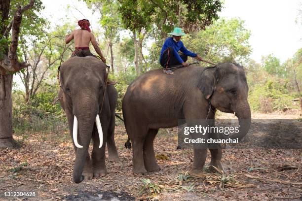 Guy Riding Elephant Man Riding Elephant Photos and Premium High Res Pictures - Getty Images