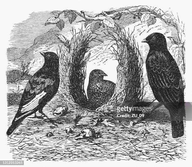 satin bowerbird (ptilonorhynchus violaceus), wood engraving, published in 1893 - satin bowerbird stock illustrations