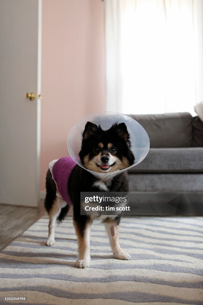 Pomeranian / Sheltie mix with protective cone and bandages standing in living room