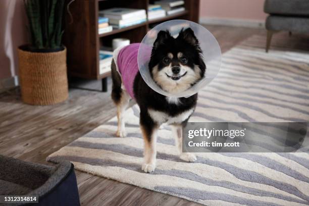 pomeranian / sheltie mix with protective cone and bandages on sofa in living room - hondenkraag stockfoto's en -beelden