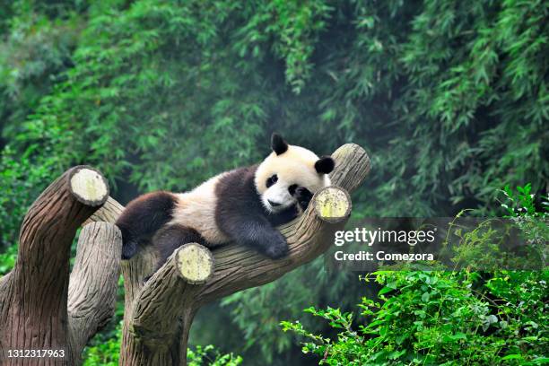 a china panda on the tree - großer panda stock-fotos und bilder