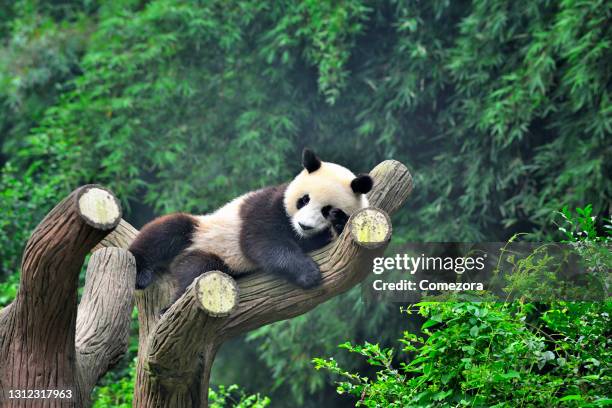 a china panda on the tree - panda mamífero de quatro patas - fotografias e filmes do acervo