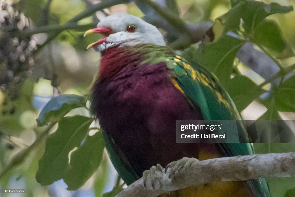Wompoo Fruit Dove close-up