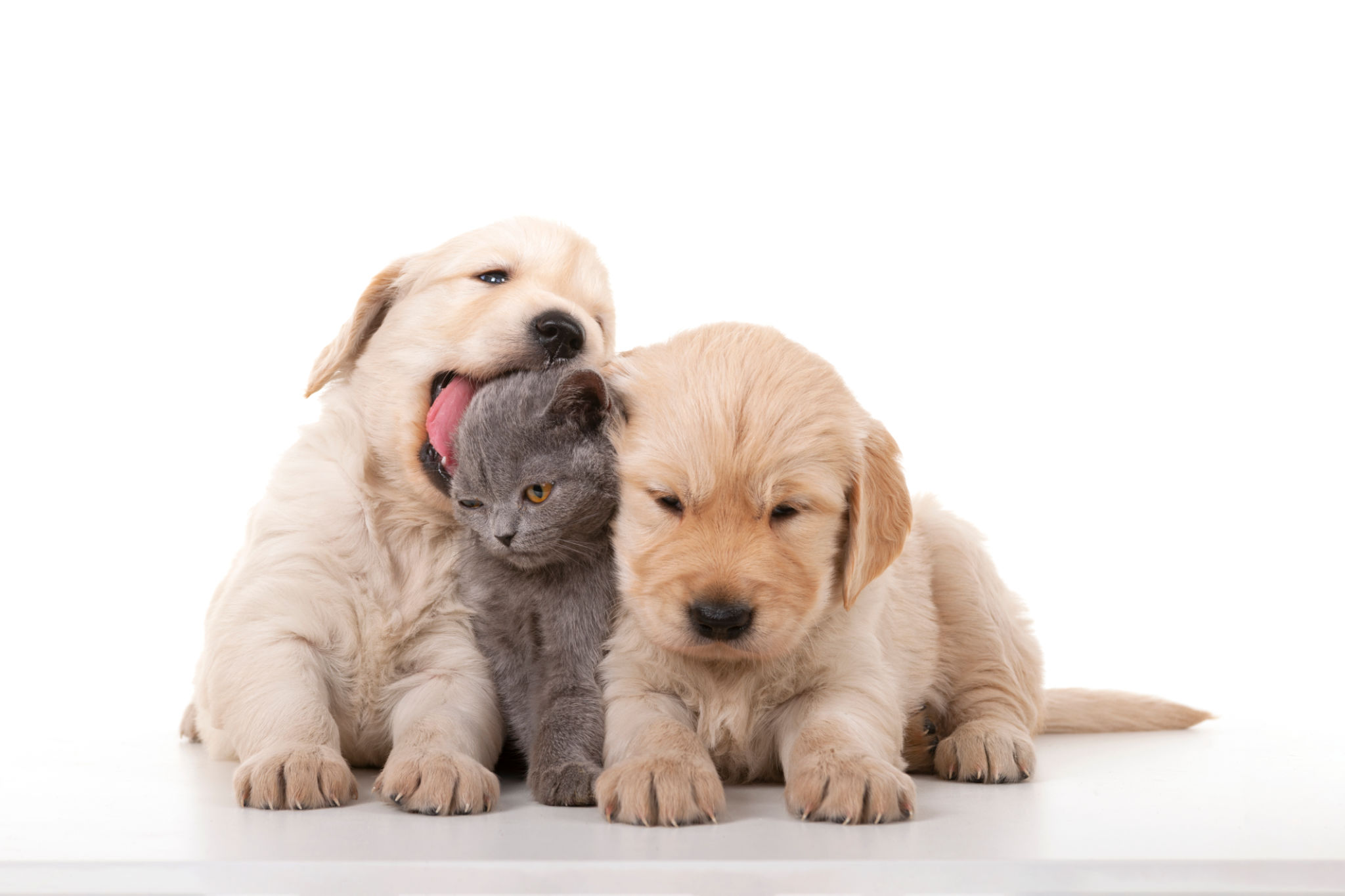 puppy safety