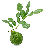 Bergamot fruit with leaf isolated on white background