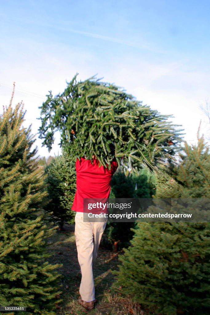 Cutting down Christmas tree