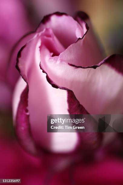 Raspberry Ripple Illustration 46 Raspberry Ripple Stock Photos, High-Res Pictures, and Images - Getty ...