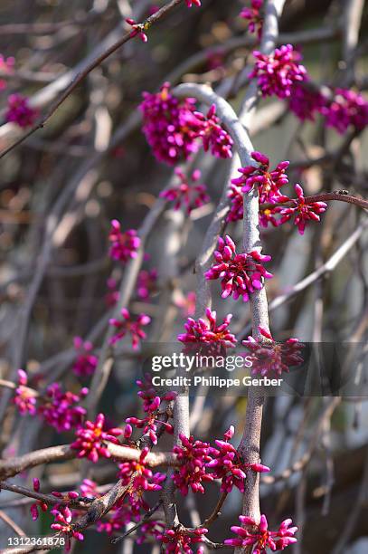 close-up of lavender twist redbud tree - árvore de judas - fotografias e filmes do acervo