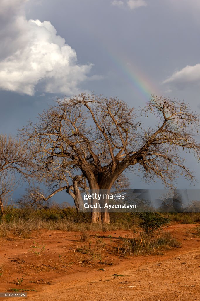 Baobab Tree with Rainbow
