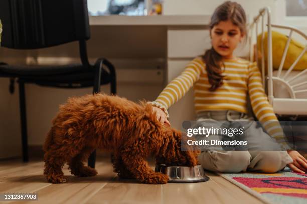 little girl and dog in her room - dog eating a girl out stock pictures, royalty-free photos & images