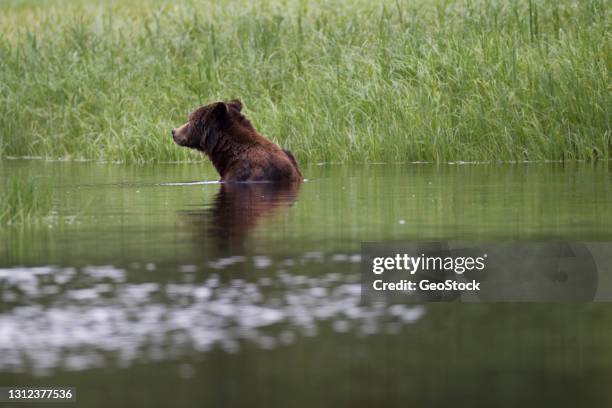 a grizzly bear cools off in a stream - great bear rainforest stock pictures, royalty-free photos & images