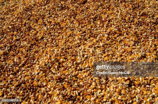 bird seed, including dried corn kernals, on a concrete footpath - bird seed stock pictures, royalty-free photos & images