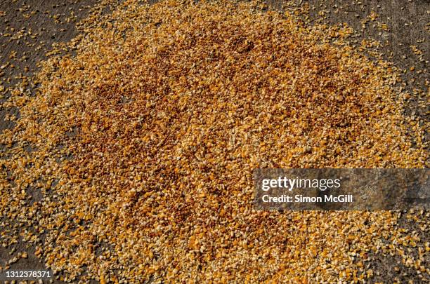 bird seed, including dried corn kernals, on a concrete footpath - bird seed stockfoto's en -beelden