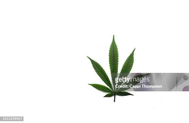 cannabis leaf over white background - marijuana leaf stock pictures, royalty-free photos & images