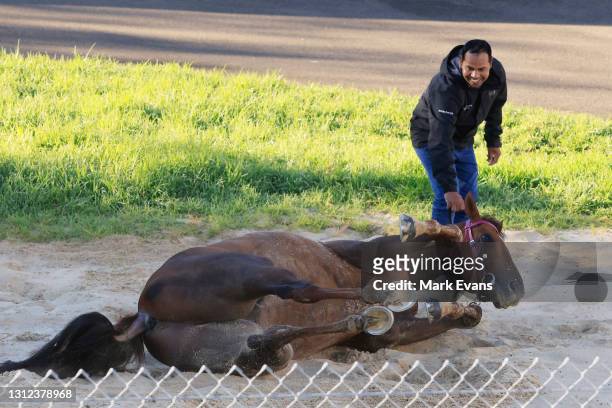 Strapper Safid Alam gives Addeybb a roll in the after a trackwork session at Canterbury Park on April 14, 2021 in Sydney, Australia.