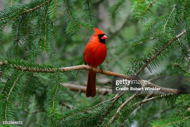 cardinal in spruce tree - cardinals imagens e fotografias de stock