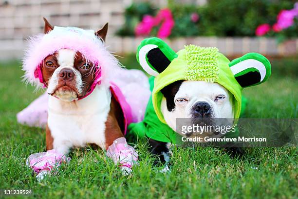 two boston terriers in halloween costumes - animal themes stock pictures, royalty-free photos & images