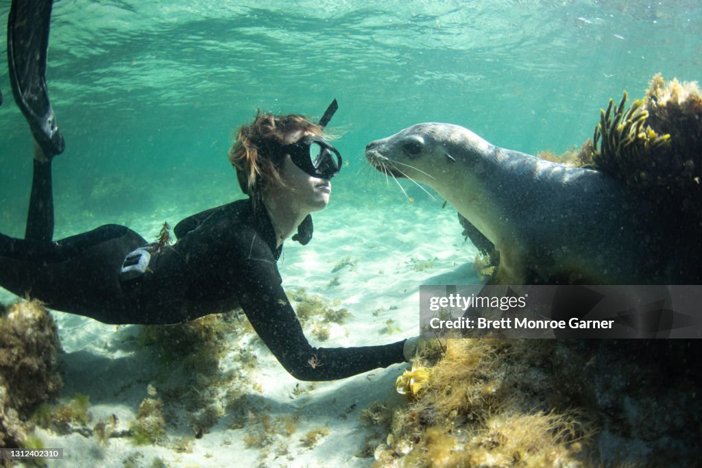 Australian Sea Lion and a Diver