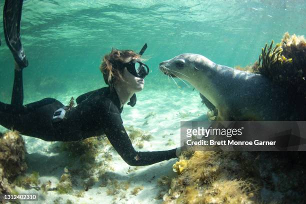 australian sea lion and a diver - preservação da fauna selvagem - fotografias e filmes do acervo