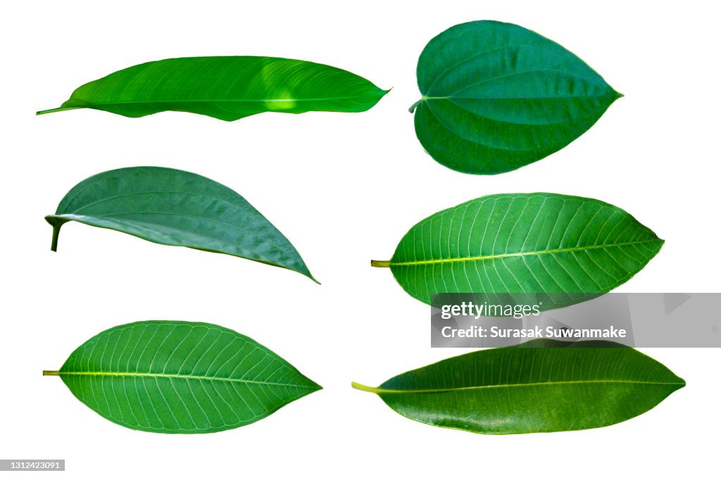 Green leaves isolated on white background