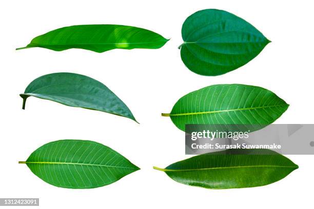 green leaves isolated on white background - tropical tree leaves stock pictures, royalty-free photos & images