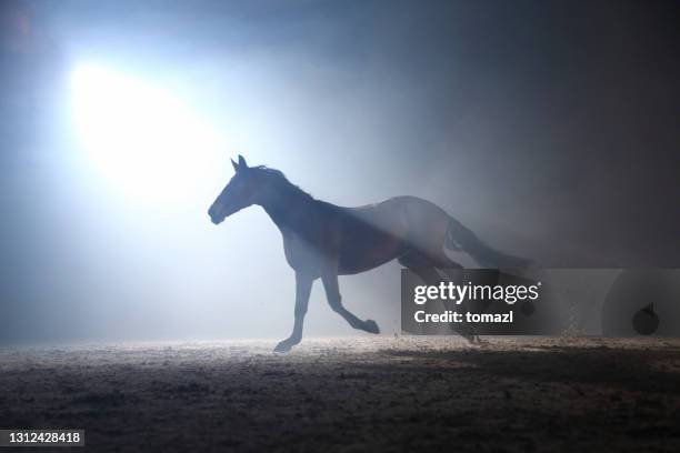 horse in the fog - stallion stock pictures, royalty-free photos & images