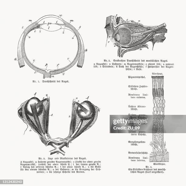 human eye anatomy, wood engravings, published in 1893 - cornea stock illustrations