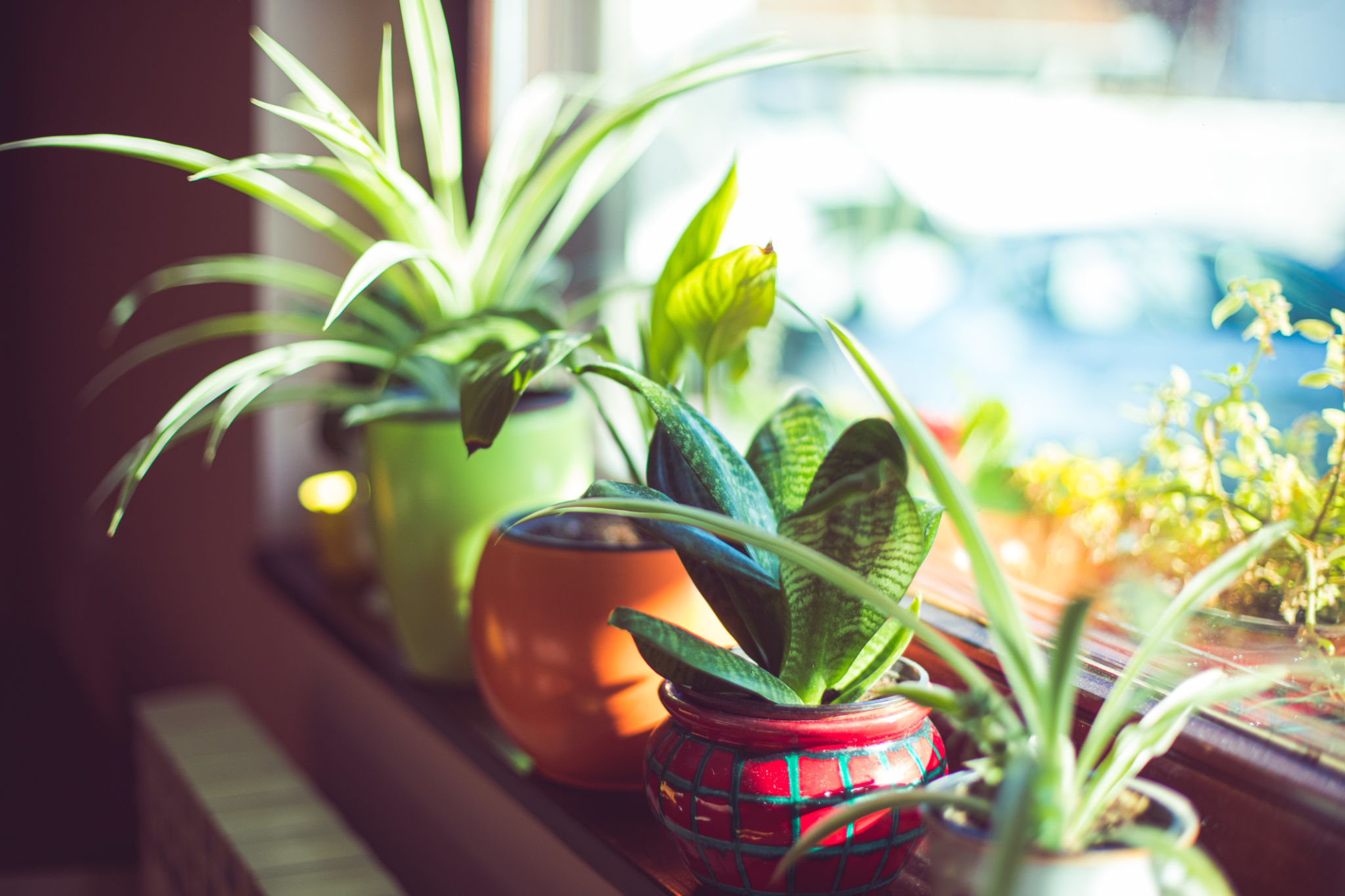sunny window plants