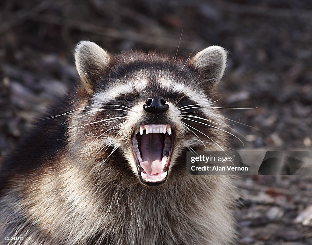 Raccoon with attitude