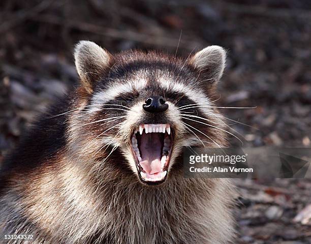 raccoon with attitude - animal teeth fotografías e imágenes de stock