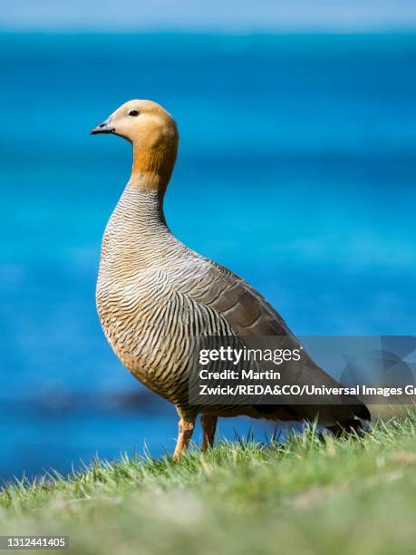 ruddy-headed goose (chloephaga rubidiceps), falkland - チャガシラコバシガン ストックフォトと画像